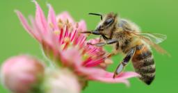 Bee sitting on pink flower