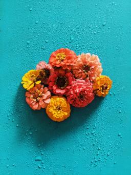 Zinnias against a teal background by Joyce McCown