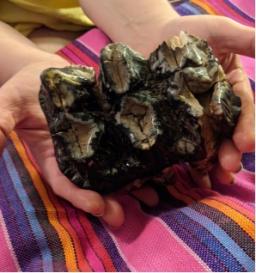 Two hands hold a mastodon tooth / Photo from Leo Schirack