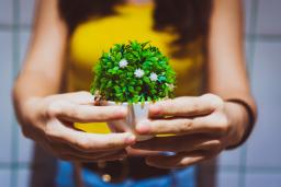 Hands holding a small plant / photo by Quah Choong Ming