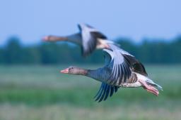 Birds in flight